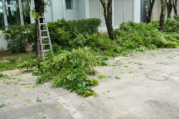 Best Emergency Tree Removal  in Whitfield, FL